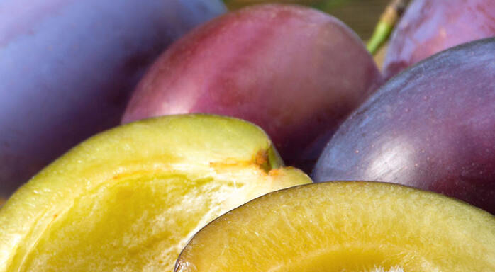 Lorem ipsum dolor sit amet